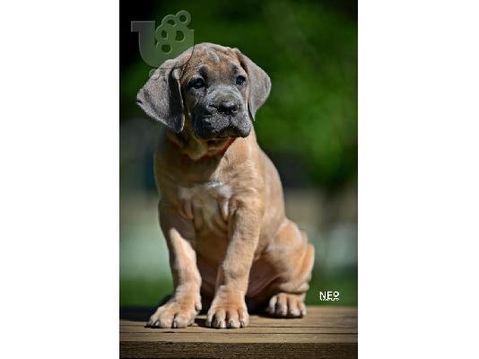 Cane Corso